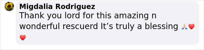 These Dogs Were So Neglected, Rescuers Couldn't Tell What Breed They Are But Their Transformations Look Amazing These Dogs Were So Neglected, Rescuers Couldn't Tell What Breed They Are But Their Transformations Look Amazing