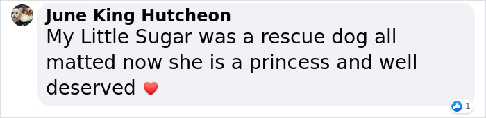 These Dogs Were So Neglected, Rescuers Couldn't Tell What Breed They Are But Their Transformations Look Amazing These Dogs Were So Neglected, Rescuers Couldn't Tell What Breed They Are But Their Transformations Look Amazing