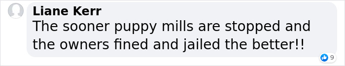 These Dogs Were So Neglected, Rescuers Couldn't Tell What Breed They Are But Their Transformations Look Amazing These Dogs Were So Neglected, Rescuers Couldn't Tell What Breed They Are But Their Transformations Look Amazing