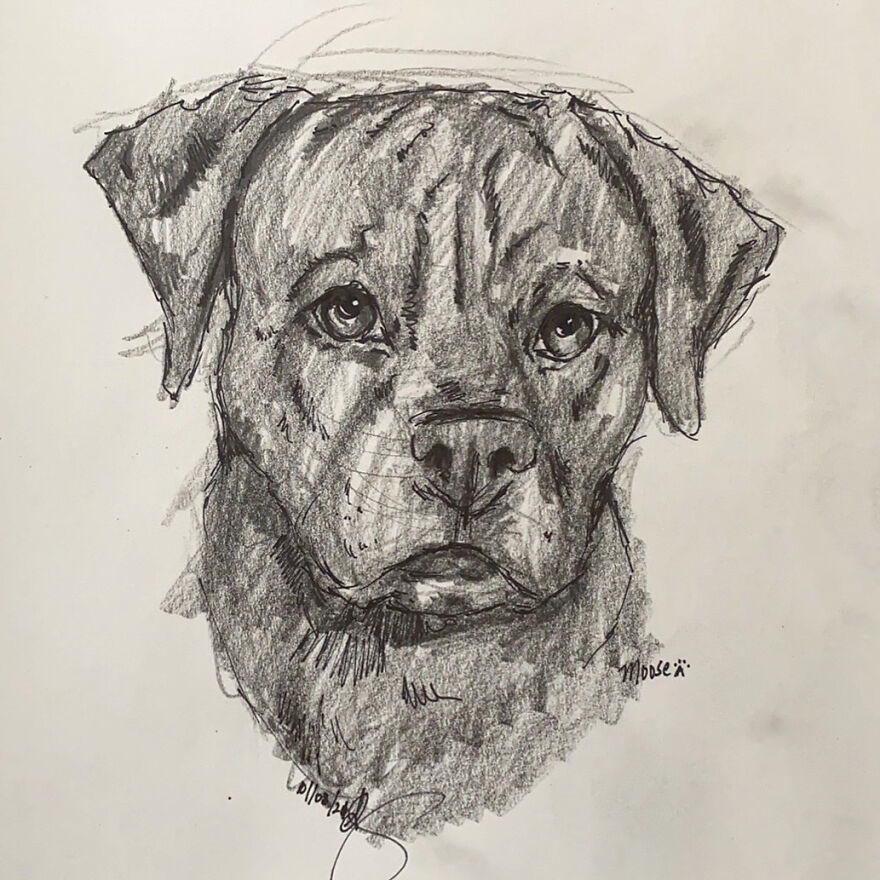Pet Portraits For Charity