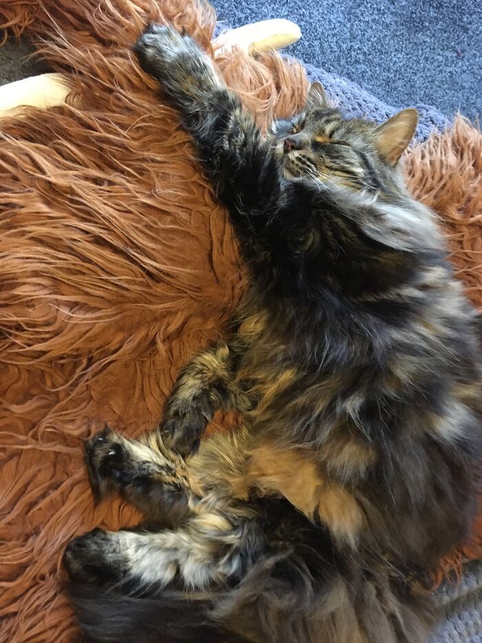 Sleeping On Her Favourite Cuddly Toy.