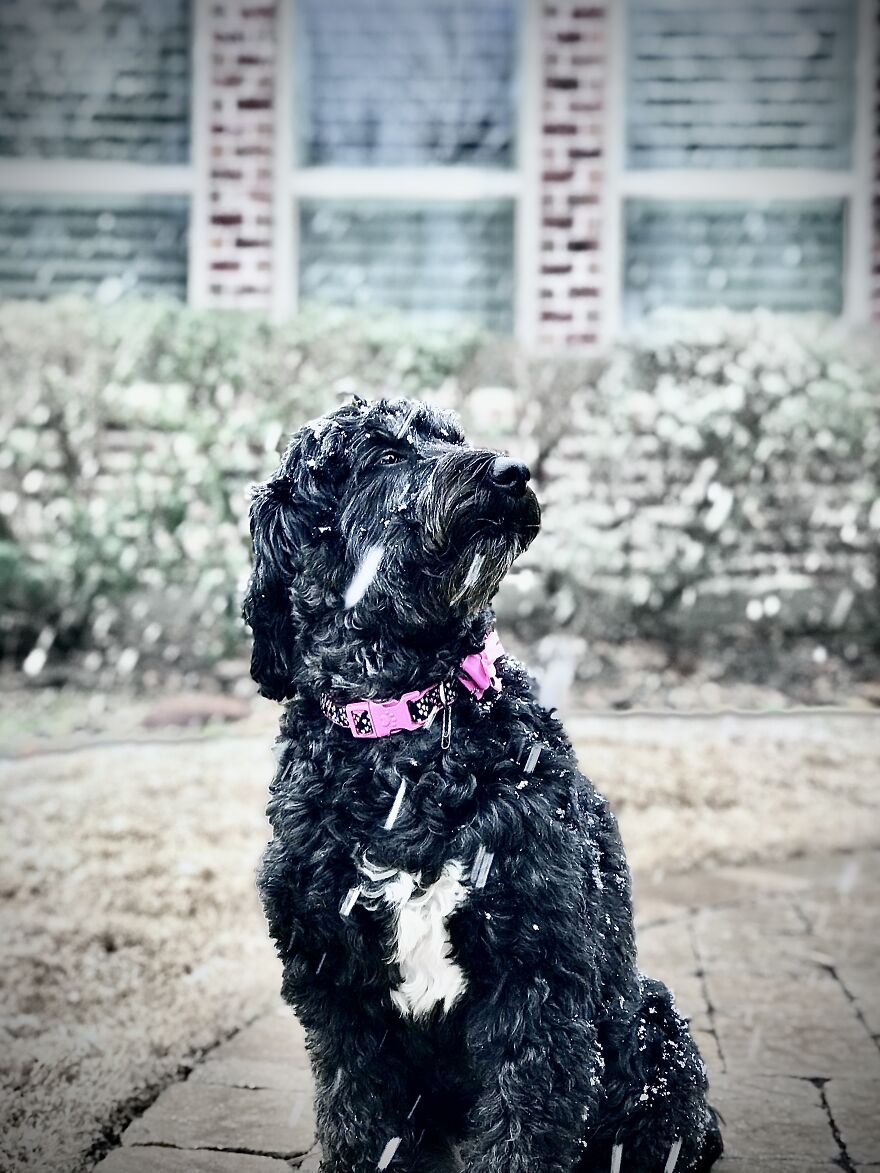 My Dog Had A Mini Photoshoot In The Rare Texas Snow:
