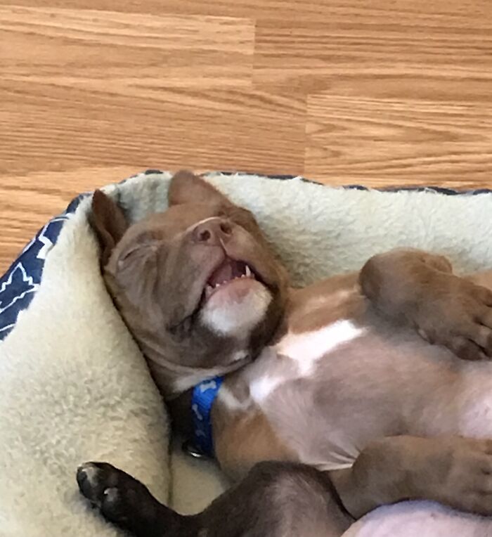 Dead Asleep. (Back Leg Is Not His, It Is His Sister’s)