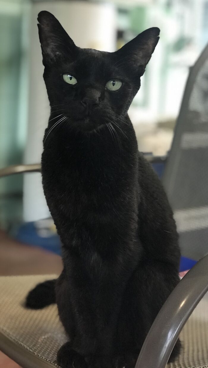 This Is Budweiser. My Best Friend For 18 Years.