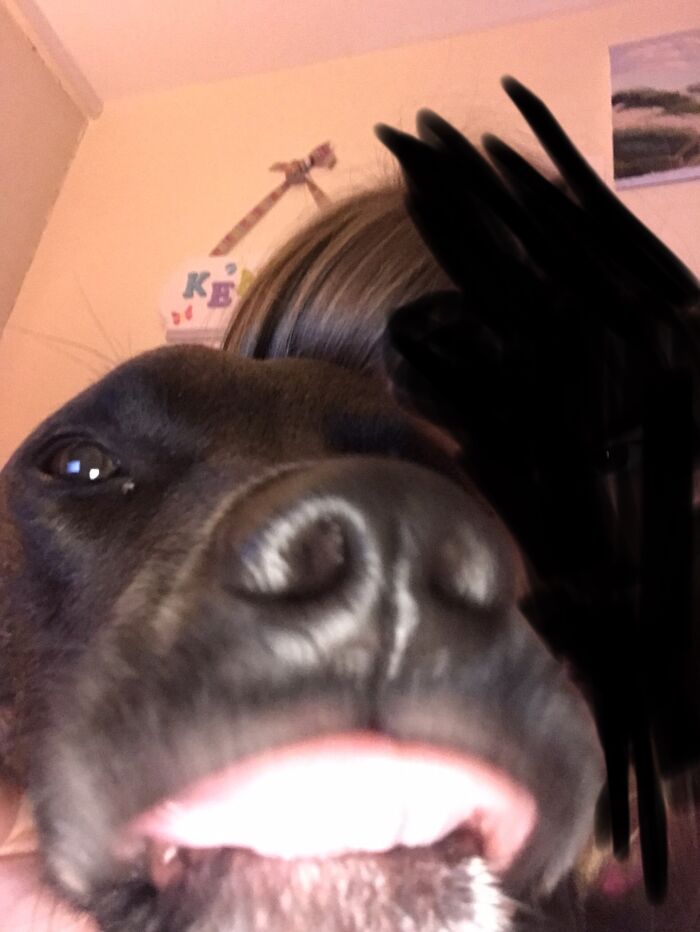 This Dog...he Has No Respect For Anyone