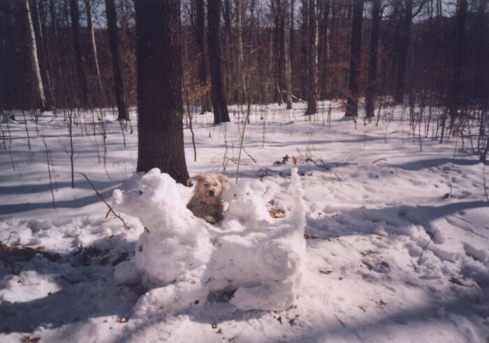 She Kept Eating The Snow Dogs‘ Eyes As We Used Dog Treats For Them