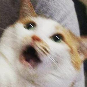 linhnguyennhat avatar