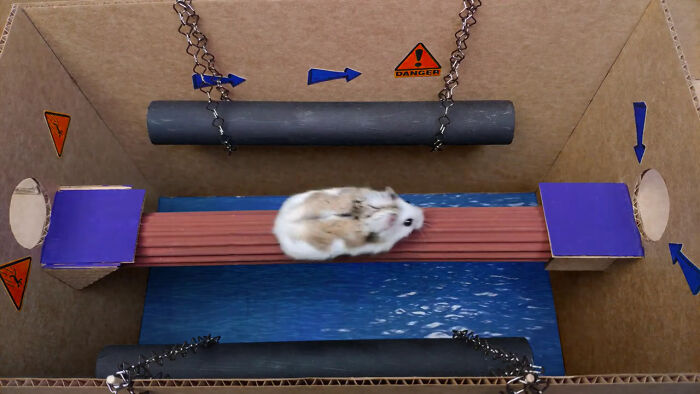 Person Shows Their Hamster Escaping A Prison In Amazing Obstacle Course Video, Captures The Hearts Of 55 Million People