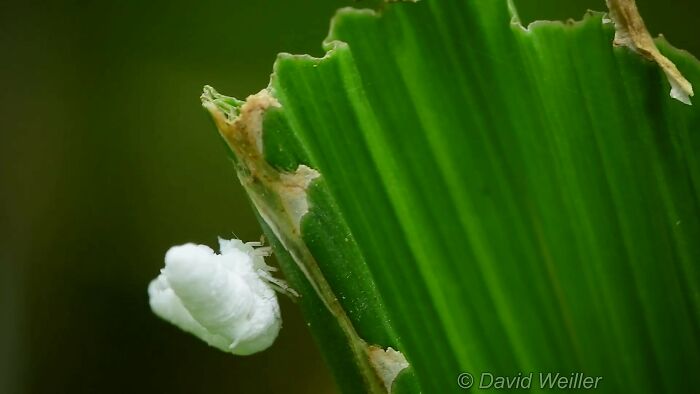 Photographer Happens Across A Bug That Looks Like A Piece Of Popcorn With Tiny Legs Photographer Happens Across A Bug That Looks Like A Piece Of Popcorn With Tiny Legs