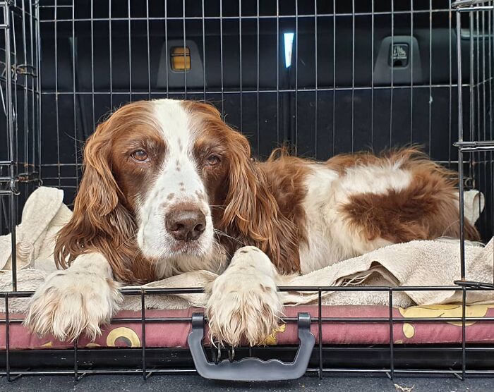 Adopted Dog Is Too Old And Sick To Sleep Upstairs, Family Takes Turns Sleeping With Him On the Couch Every Night Adopted Dog Is Too Old And Sick To Sleep Upstairs, Family Takes Turns Sleeping With Him On the Couch Every Night