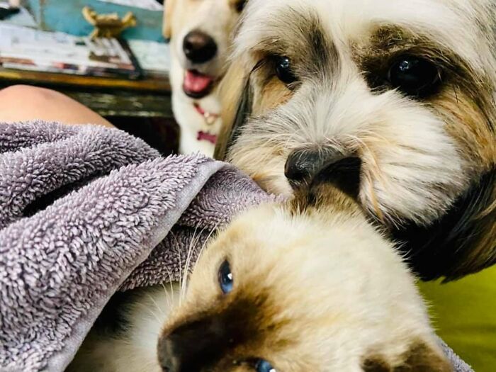 Giant Lab Befriends Distressed Siamese Kitten, Helps It Calm Down And Adapt To Its New Forever Home