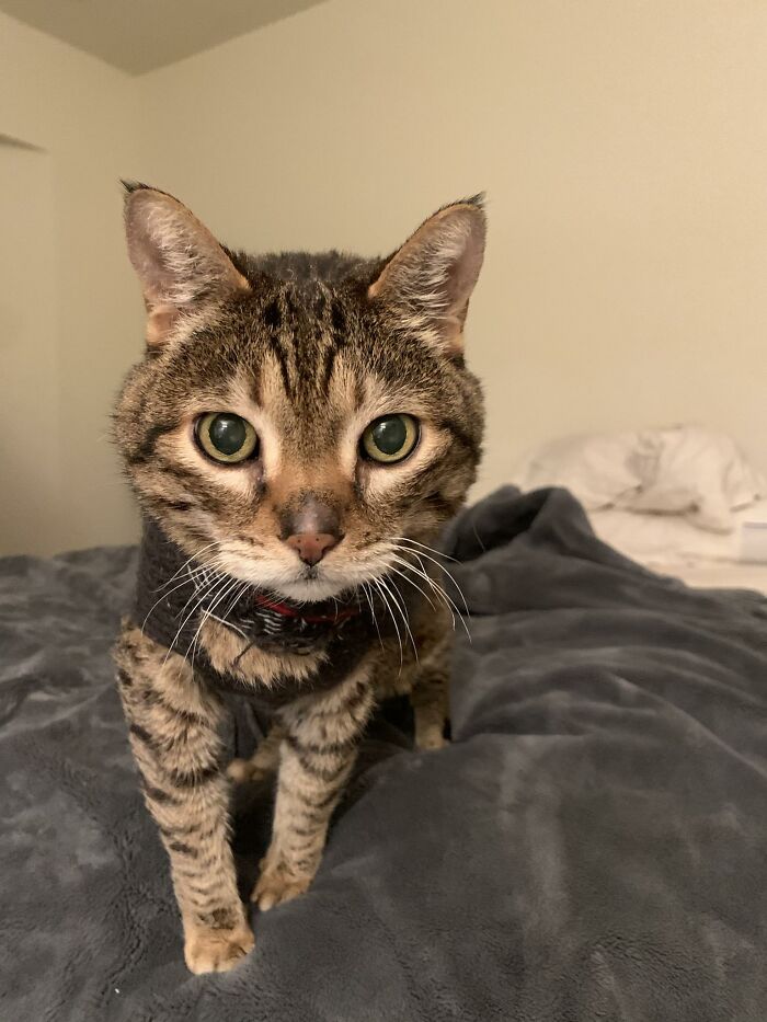 “He’ll Cry And Complain For Hours”: 18-Year-Old Cat Cries If His Sweater Is Taken Off “He’ll Cry And Complain For Hours”: 18-Year-Old Cat Cries If His Sweater Is Taken Off