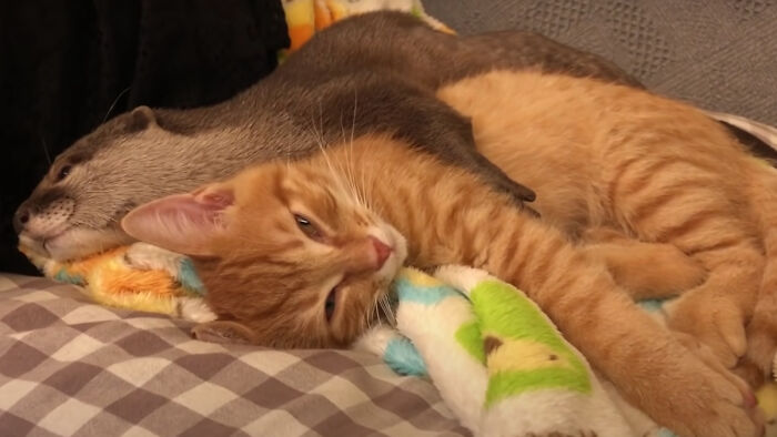 Pet Otter Cuddles Up To A Kitten As They Go To Sleep And 8M People On YouTube Are Captivated Pet Otter Cuddles Up To A Kitten As They Go To Sleep And 8M People On YouTube Are Captivated