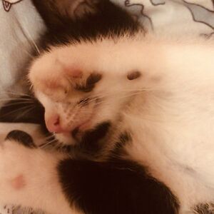 cleoburnell-wojtech avatar