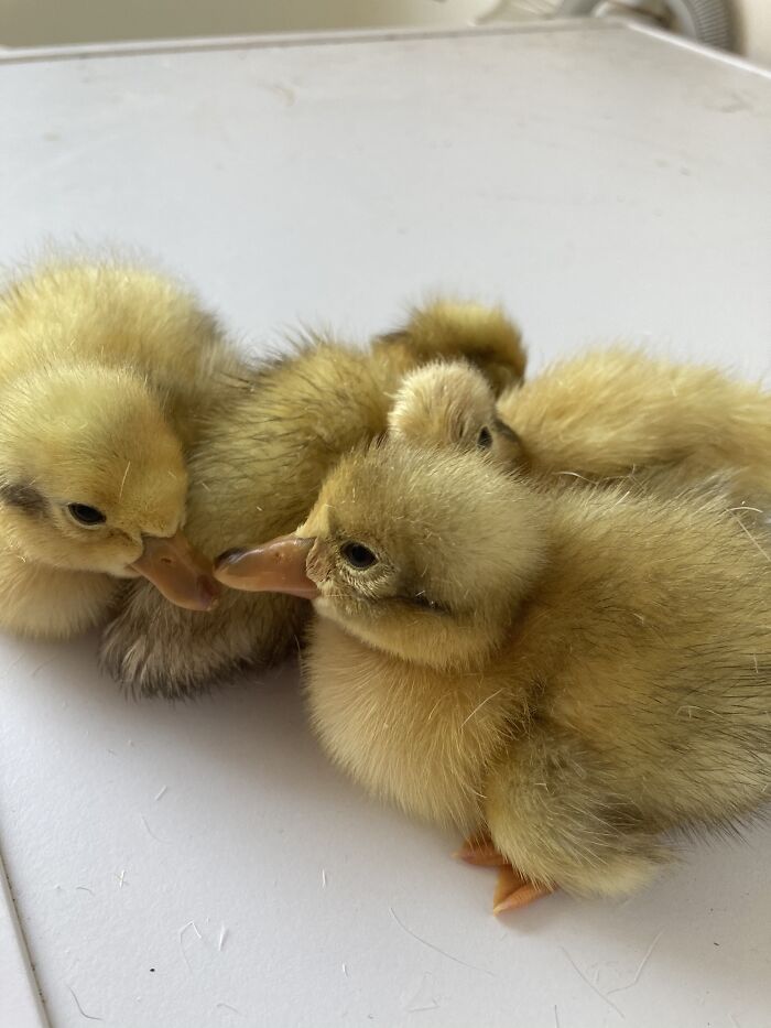 Ducklings Of Duck Croft