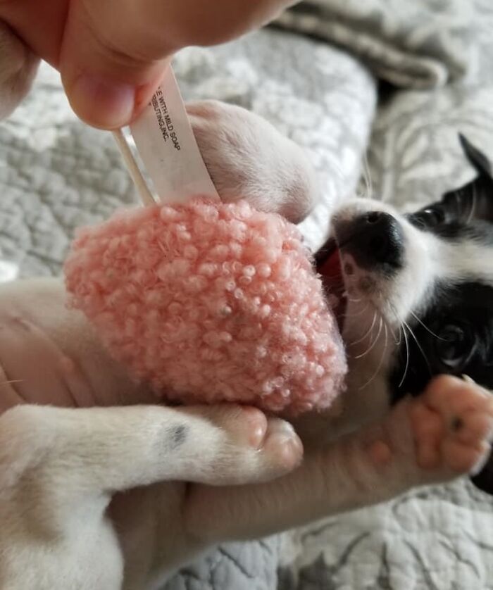 My Parents' Chihuahua/Terrier Mix Named Roxy, Playing With Her Heart-Shaped Toy When She Was Just 7 Weeks Old