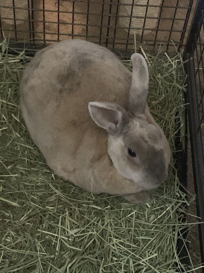Cinnabun The Harlequin Rabbit