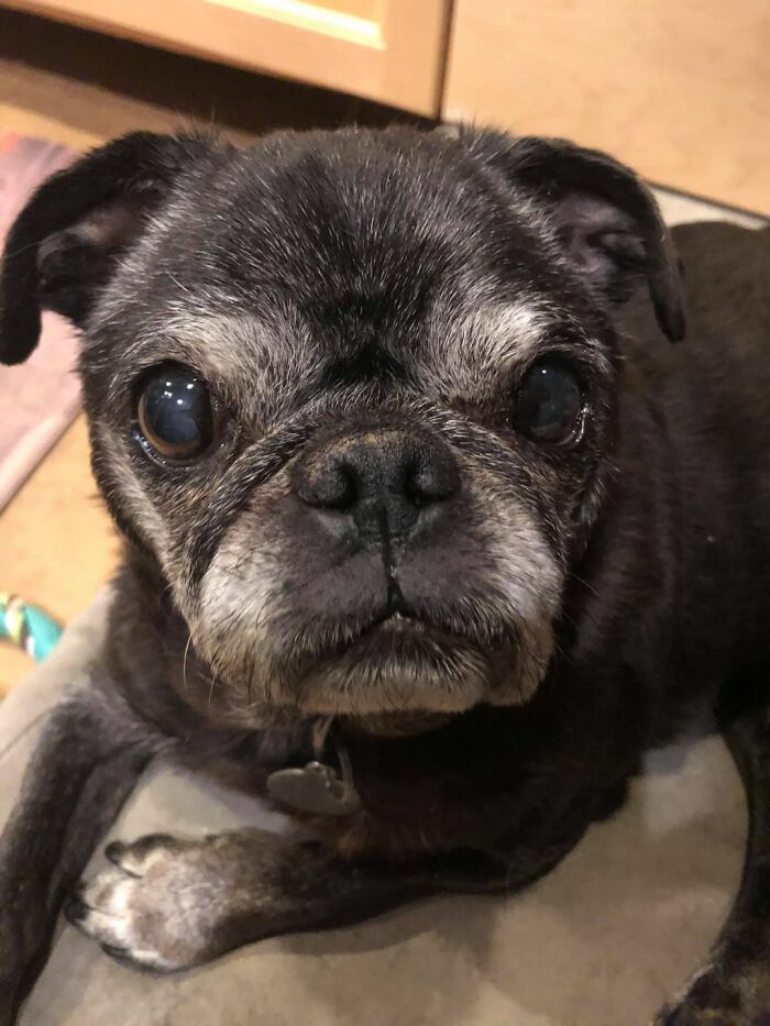 Dogs-Pretty-Eyes-Challenge-Facebook