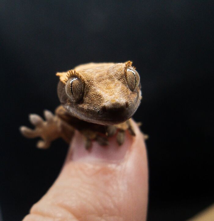 Derpy Baby Crested Gecko