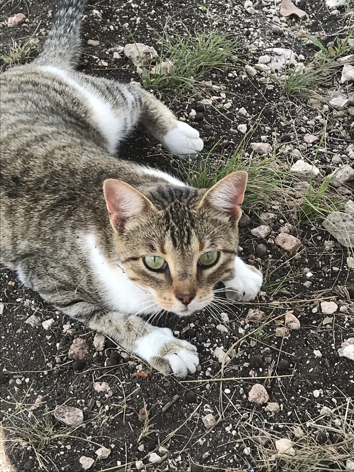 This Samantha, She Was A Barn Cat. Sadly She Ran Away For Unknown Reasons