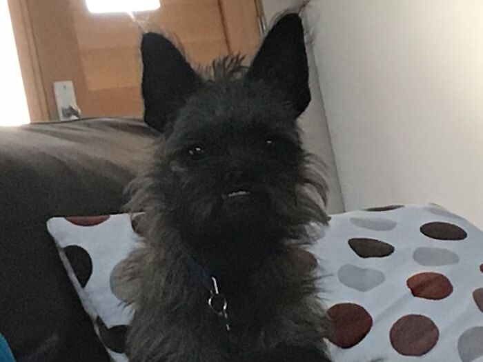 Any Photo Is Weird... My Dog Is A Gremlin