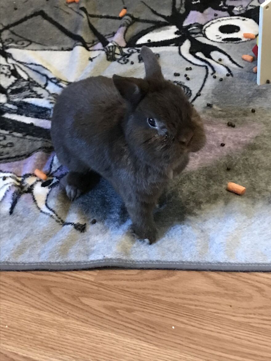 Thought You Guys Might Like Some Cute Animals :)