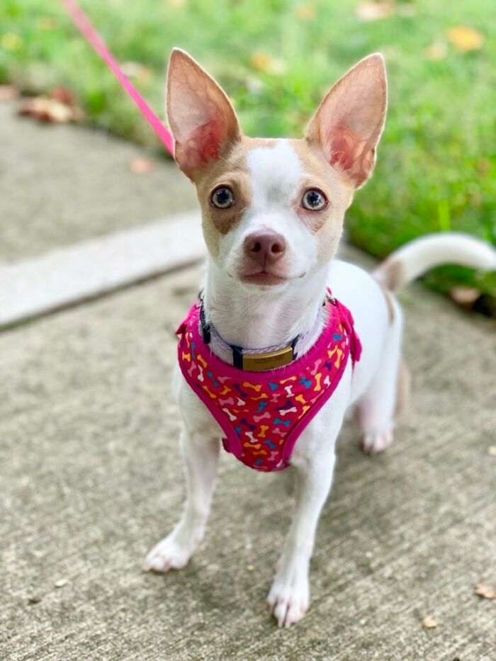 Our Little Girl Willie