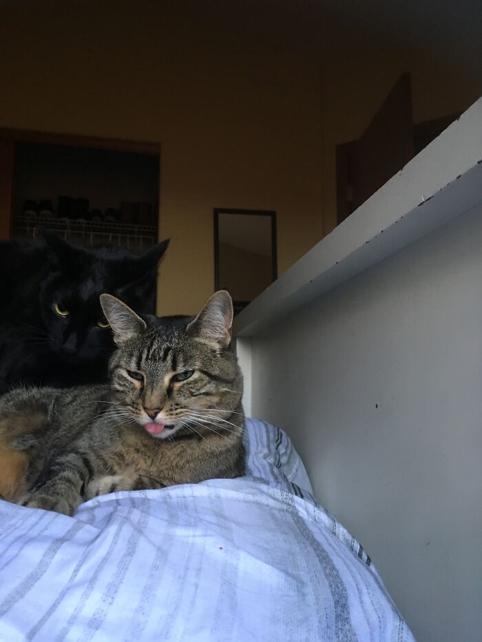 Ms. Ruth’s Blep Ft. Batman