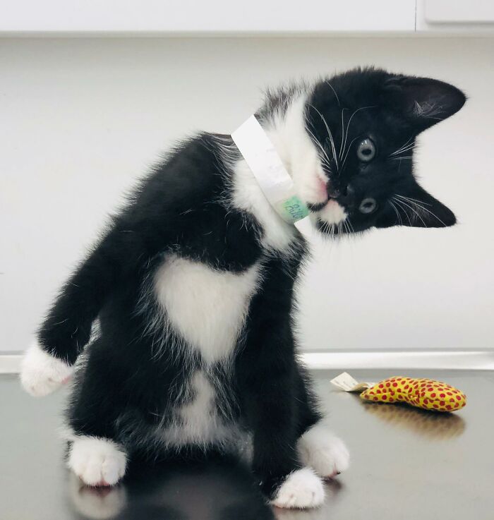 Cat Brings Its Parents A Note From The Neighbors He Visits, They Become Pen Pals With The Cat As Their Postman