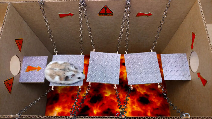 Person Shows Their Hamster Escaping A Prison In Amazing Obstacle Course Video, Captures The Hearts Of 55 Million People Person Shows Their Hamster Escaping A Prison In Amazing Obstacle Course Video, Captures The Hearts Of 55 Million People