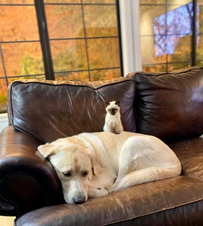 Giant Lab Befriends Distressed Siamese Kitten, Helps It Calm Down And Adapt To Its New Forever Home Giant Lab Befriends Distressed Siamese Kitten, Helps It Calm Down And Adapt To Its New Forever Home