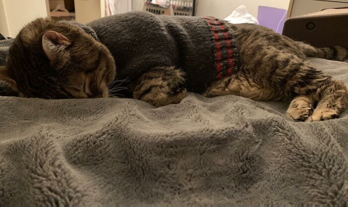 “He’ll Cry And Complain For Hours”: 18-Year-Old Cat Cries If His Sweater Is Taken Off “He’ll Cry And Complain For Hours”: 18-Year-Old Cat Cries If His Sweater Is Taken Off