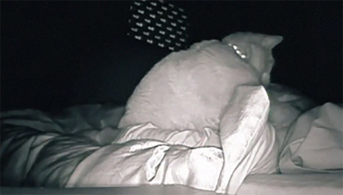 Woman Says She Always Wakes Up Tired, Sets Up A Camera To Witness Her Cat Constantly Tapping Her Body For 4 Hours Straight Woman Says She Always Wakes Up Tired, Sets Up A Camera To Witness Her Cat Constantly Tapping Her Body For 4 Hours Straight