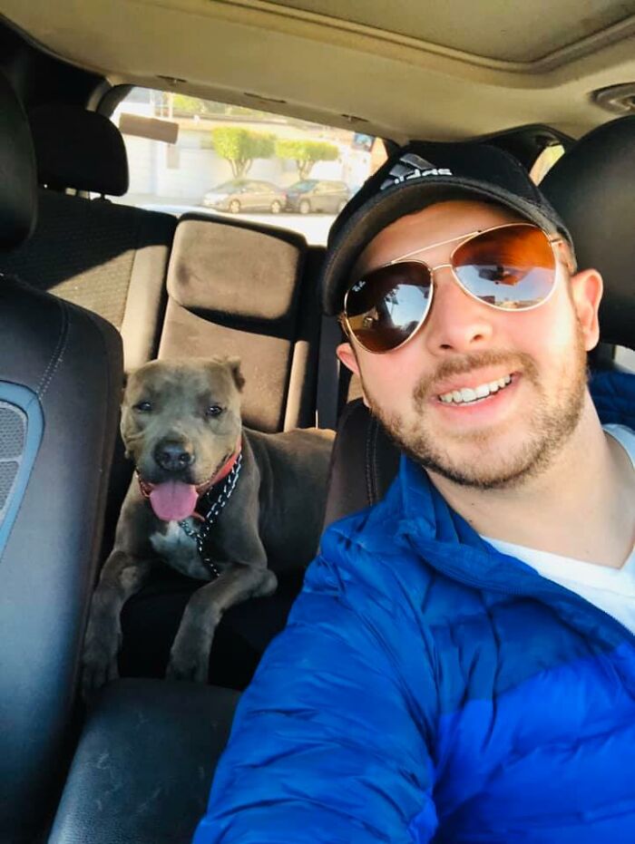 Pit Bull Kindly Asks Owners To Allow A Pregnant Cat Inside So It Can Give Birth