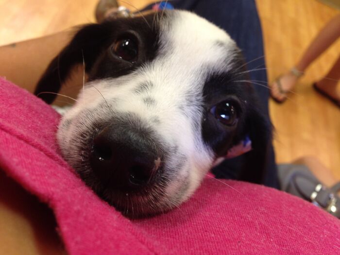 This Is My Dog When She Was A Puppy