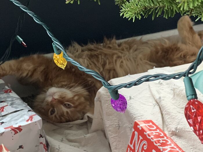 Rudy Hiding Behind The Christmas Tree