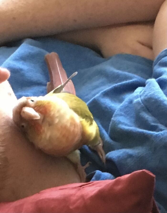 Why Do Birds Always Look So Derpy From The Front?