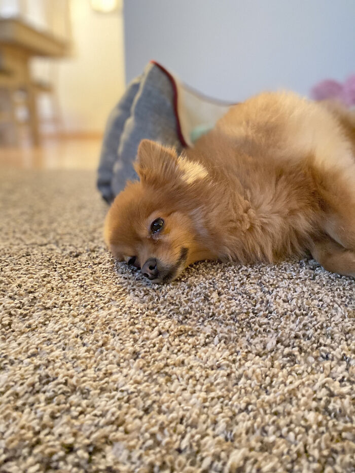 Sleepy Boy On Football Sunday.