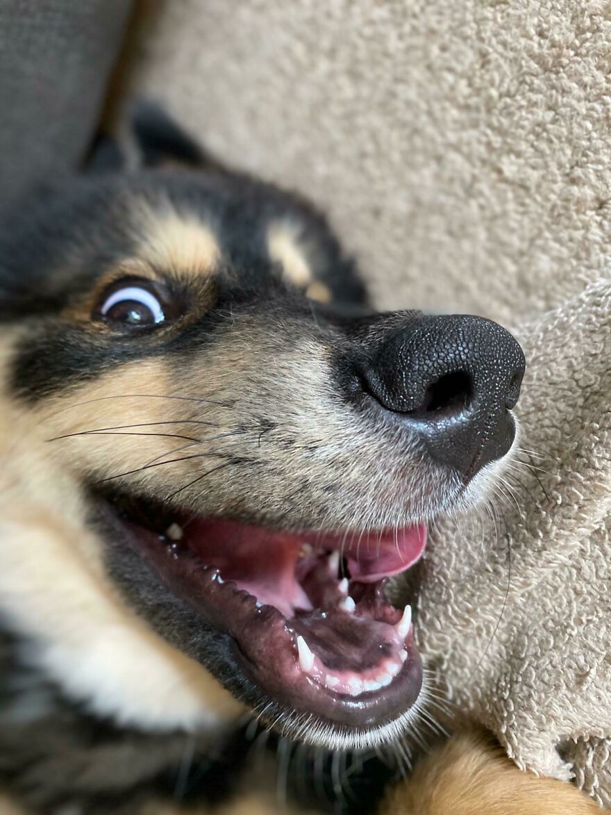 We Got A New Puppy During Lockdown, I Think She’s Broken!