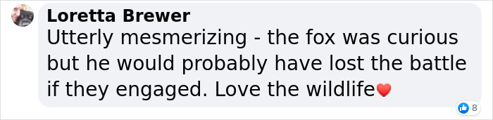 The Curious Incident Between An Owl And A Fox In The Night-Time Captured On Camera