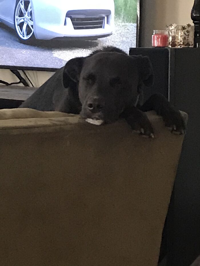 Odie Here Fell Asleep Watching Me