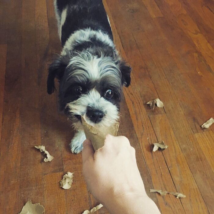 Snapple: Shredder Of The Recyclables