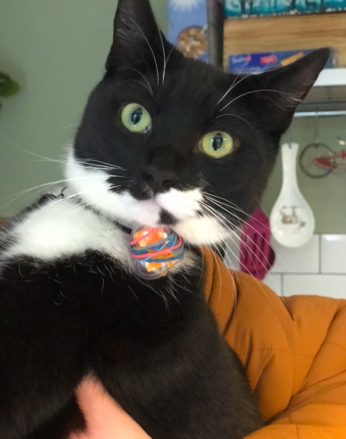 Cat Brings Its Parents A Note From The Neighbors He Visits, They Become Pen Pals With The Cat As Their Postman Cat Brings Its Parents A Note From The Neighbors He Visits, They Become Pen Pals With The Cat As Their Postman