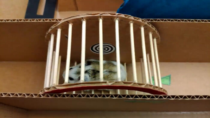 Person Shows Their Hamster Escaping A Prison In Amazing Obstacle Course Video, Captures The Hearts Of 55 Million People Person Shows Their Hamster Escaping A Prison In Amazing Obstacle Course Video, Captures The Hearts Of 55 Million People