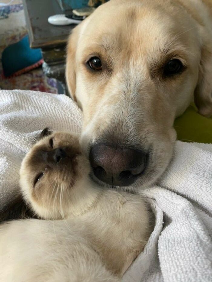 Giant Lab Befriends Distressed Siamese Kitten, Helps It Calm Down And Adapt To Its New Forever Home Giant Lab Befriends Distressed Siamese Kitten, Helps It Calm Down And Adapt To Its New Forever Home
