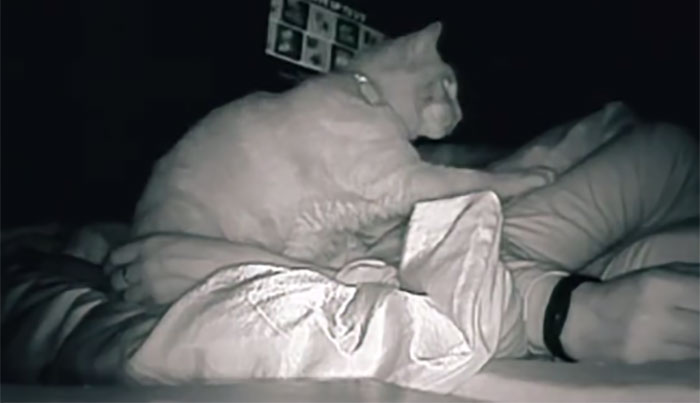 Woman Says She Always Wakes Up Tired, Sets Up A Camera To Witness Her Cat Constantly Tapping Her Body For 4 Hours Straight Woman Says She Always Wakes Up Tired, Sets Up A Camera To Witness Her Cat Constantly Tapping Her Body For 4 Hours Straight