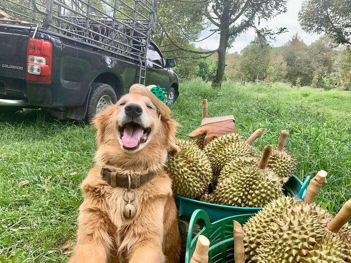 Golden Retriever Named Jubjib Is A ‘Durian Harvester’ Who Has Been Adorably Posing For Family Harvest Pics Since 2014 Golden Retriever Named Jubjib Is A ‘Durian Harvester’ Who Has Been Adorably Posing For Family Harvest Pics Since 2014