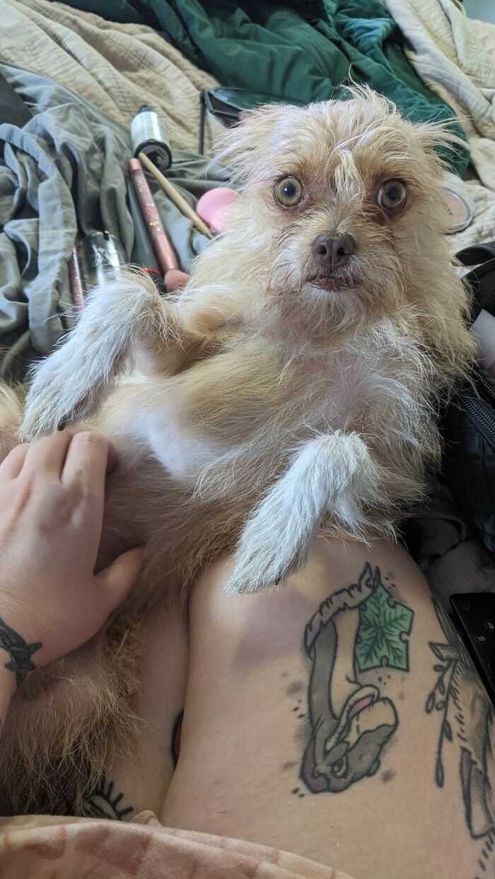 Dogs-Pretty-Eyes-Challenge-Facebook