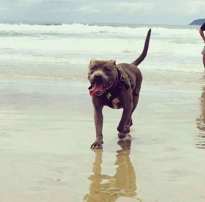 Pit Bull Kindly Asks Owners To Allow A Pregnant Cat Inside So It Can Give Birth