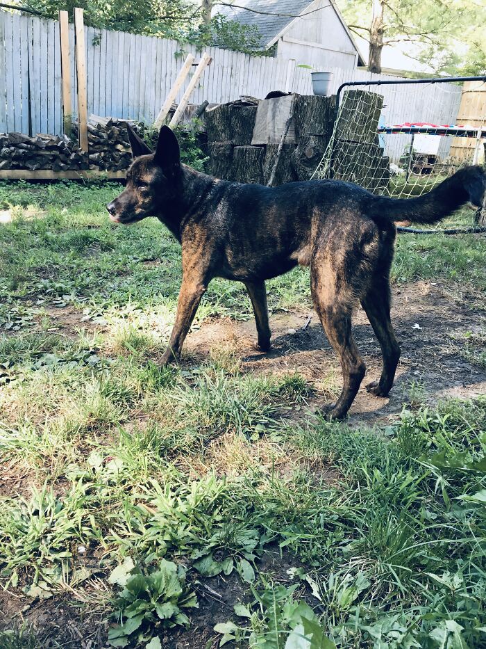 This Is My 9 Year Old Dutch Shepherd Baby Named Fergie